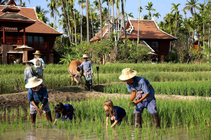 rice planting dhara devi resort, akalingo, dhara dhevi, farang ses, fujian, le grand lana, loy kham bar, Dhara Dhevi Hotel